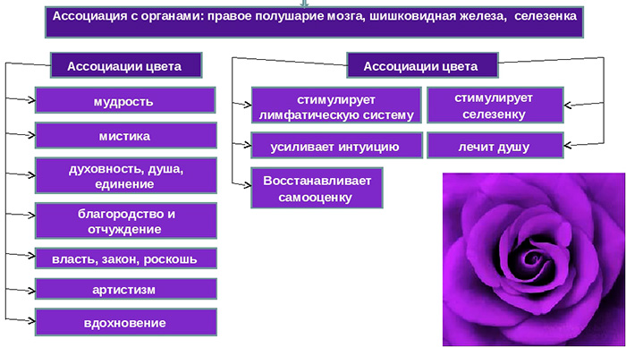 Сочетание сиреневого в одежде: лучшие цветовые комбинации и их значение